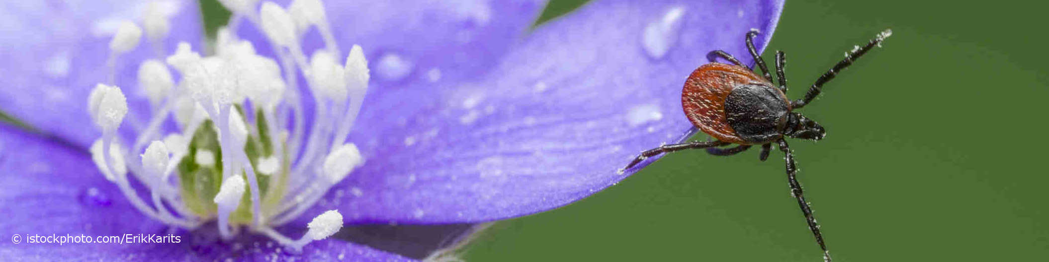 Borreliose übertragende Zecke sitzt am Rand eines blauen Blütenblattes