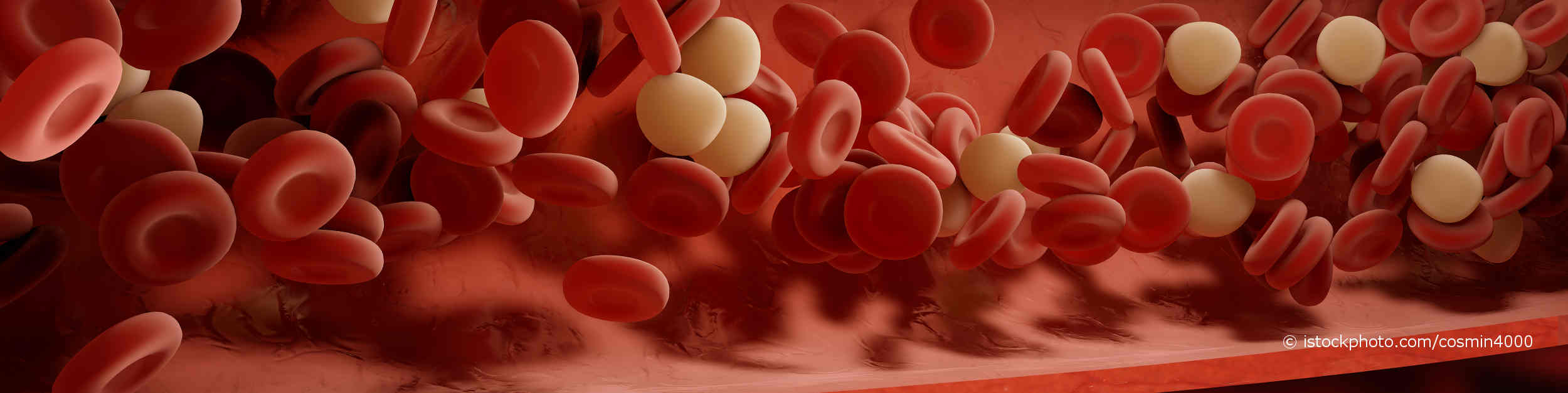 3-D-Illustration von Blutzellen, also rote Blutkörperchen (Erythrozyten), weiße Blutkörperchen (Leukozyten) und Blutplättchen (Thrombozyten) als Teil eines Blutbildes